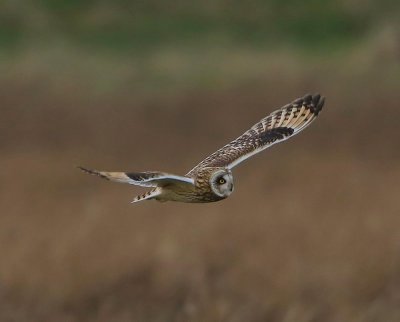 Velduil - Short-eared Owl