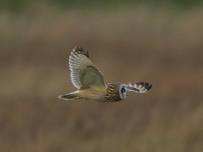 Velduil - Short-eared Owl