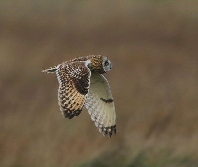Velduil - Short-eared Owl