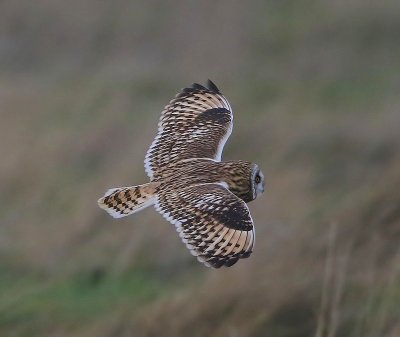 Velduil - Short-eared Owl