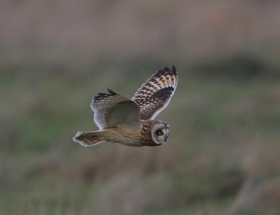 Velduil - Short-eared Owl
