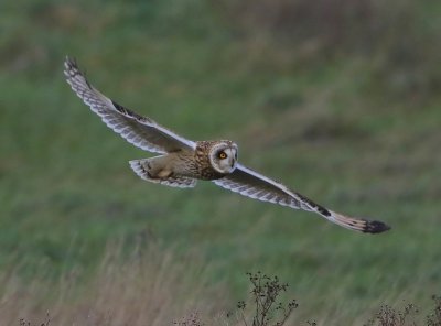 Velduil - Short-eared Owl