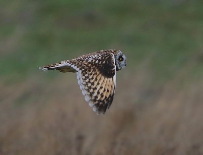 Velduil - Short-eared Owl