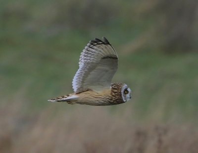 Velduil - Short-eared Owl