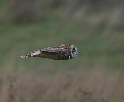 Velduil - Short-eared Owl