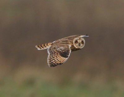 Velduil - Short-eared Owl