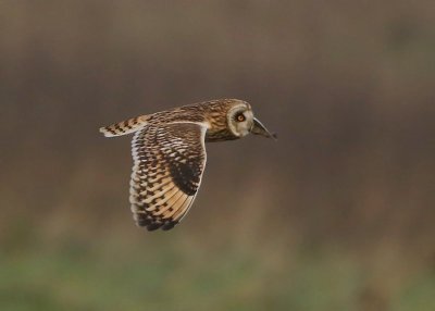 Velduil - Short-eared Owl