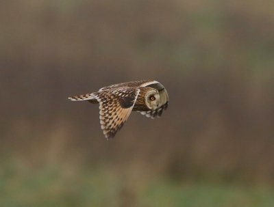 Velduil - Short-eared Owl