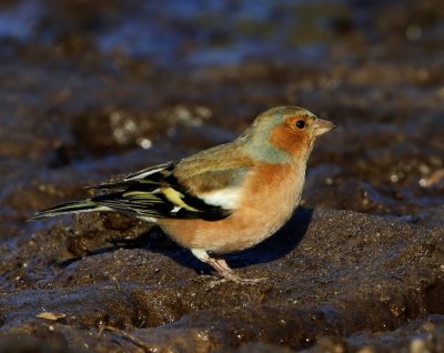 Vink - Common Chaffinch