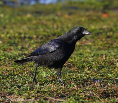 Zwarte Kraai - Carrion Crow