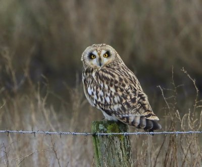 Velduil - Short-eared Owl