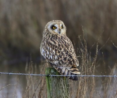Velduil - Short-eared Owl