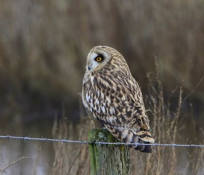 Velduil - Short-eared Owl
