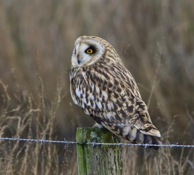 Velduil - Short-eared Owl