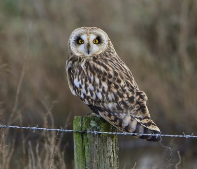 Velduil - Short-eared Owl