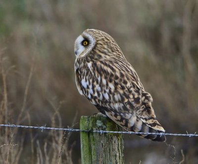 Velduil - Short-eared Owl