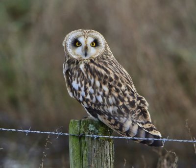 Velduil - Short-eared Owl