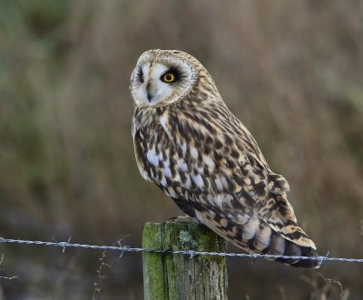 Velduil - Short-eared Owl