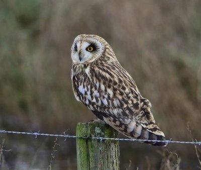 Velduil - Short-eared Owl