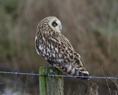 Velduil - Short-eared Owl