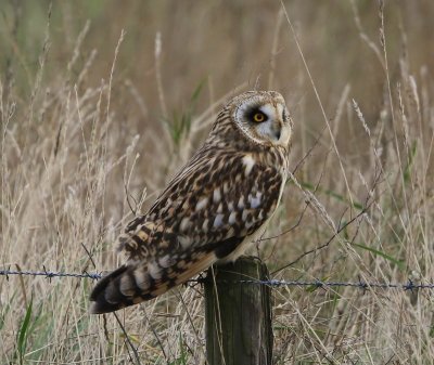 Velduil - Short-eared Owl