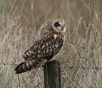 Velduil - Short-eared Owl