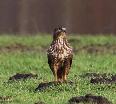 Buizerd - Common Buzzard