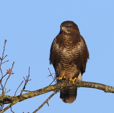 Buizerd - Common Buzzard
