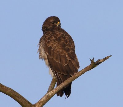 Buizerd - Common Buzzard
