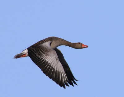 Grauwe Gans - Greylag Goose