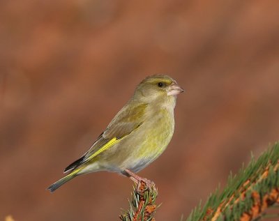 Groenling - European Greenfinch
