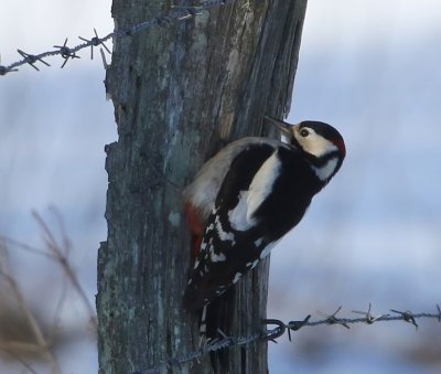 Grote Bonte Specht - Great Spotted Woodpecker