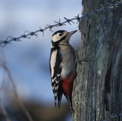 Grote Bonte Specht - Great Spotted Woodpecker