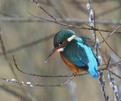 IJsvogel - Common Kingfisher