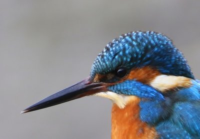 IJsvogel - Common Kingfisher