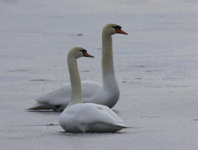 Knobbelzwanen - Mute Swans
