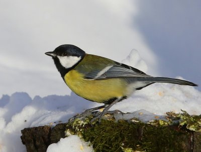 Koolmees - Great Tit