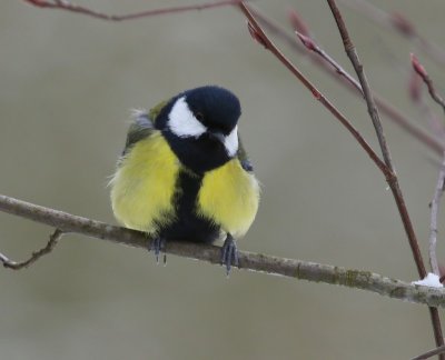 Koolmees - Great Tit