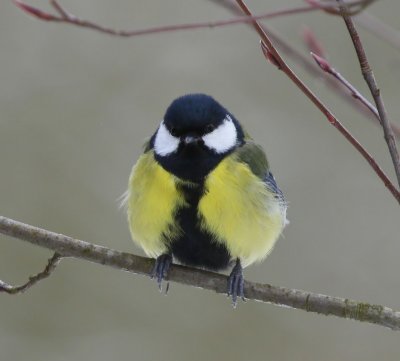Koolmees - Great Tit