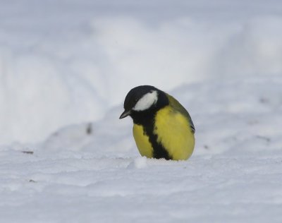 Koolmees - Great Tit
