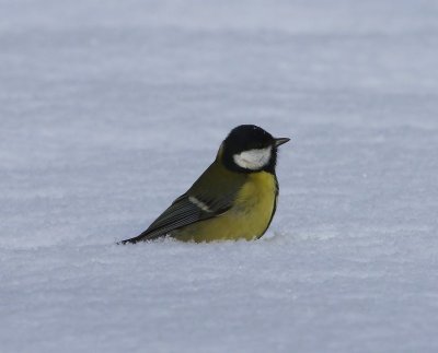 Koolmees - Great Tit