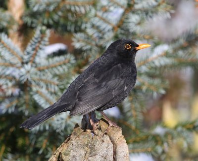 Merel - Common Blackbird