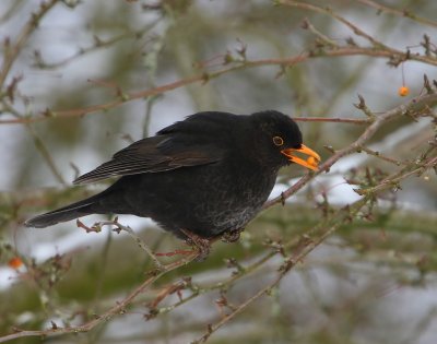 Merel - Common Blackbird