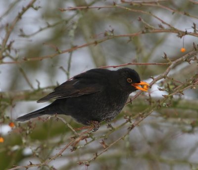 Merel - Common Blackbird
