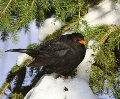 Merel - Common Blackbird