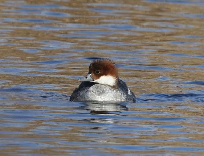 Nonnetje - Smew.jpg