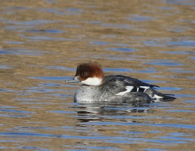 Nonnetje - Smew