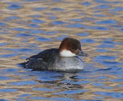 Nonnetje - Smew