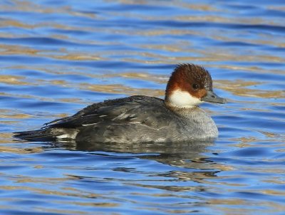 Nonnetje - Smew