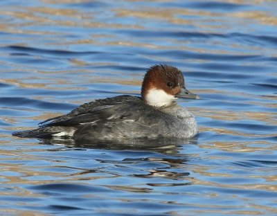 Nonnetje - Smew